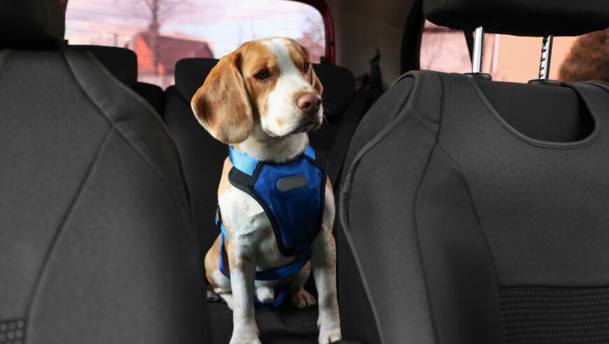 Pet Passenger Safety